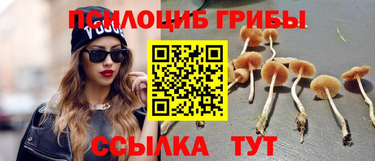 Галлюциногенные грибы Psilocybe  Невинномысск 